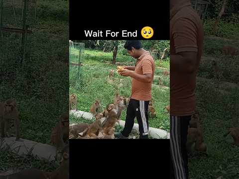 Helping Monkey With Friends 🥺 | #shorts #helping #viral #trending