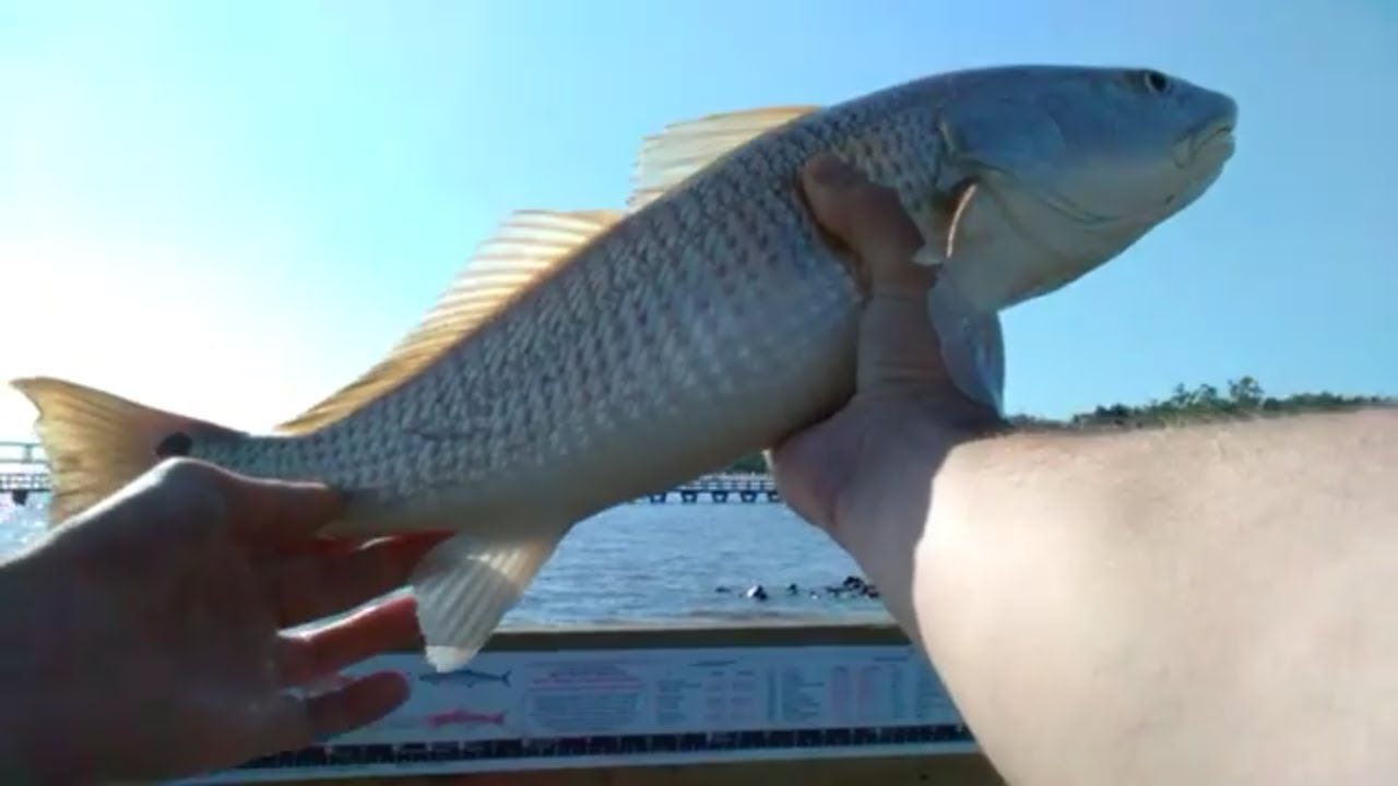 Fishing ocean springs MS. (Redfish) YouTube