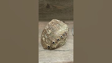 Before and after polished abalone shell from diving