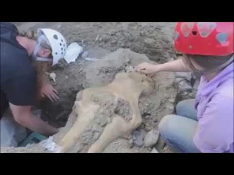 Video: Paleontoloqlar sümükləri yalayırlarmı?