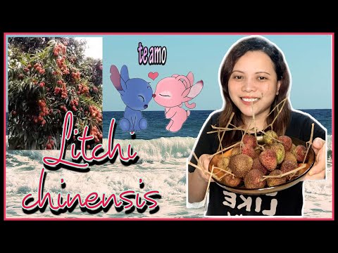 Video: Lychee - Frukten Av Kjærlighet