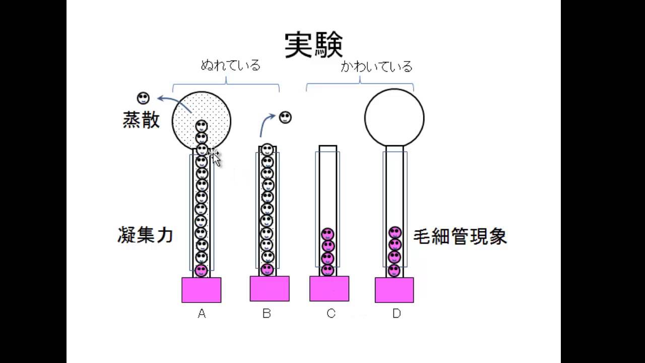 蒸散実験 植物は なぜ 重力にさからって 水を吸い上げることができるのか Youtube