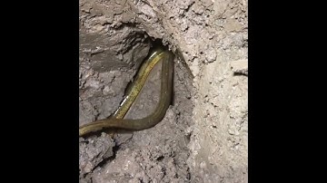 Đào hang bắt lươn đồng dig burrows to catch eels KTLN #shorts