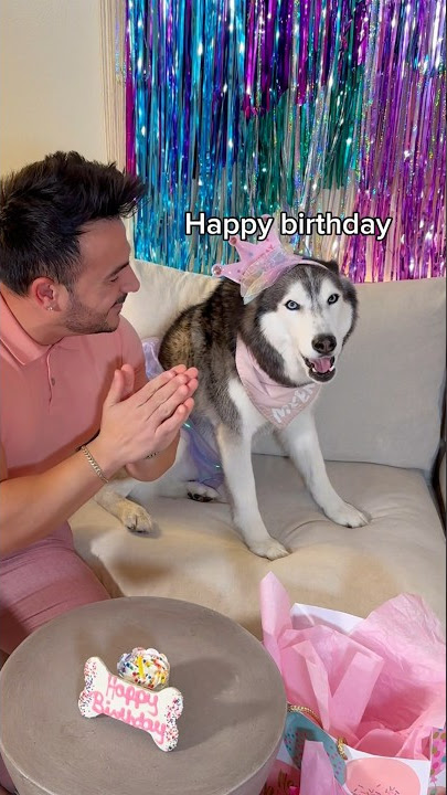 Husky-ku Menyanyikan Lagu Selamat Ulang Tahun! 🎶👀😳