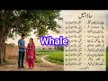 Sada Mail Song | A Catchy Ditty | Earworm Song | Punjabi Song | Punjabi Geet | ساڈا میل گیت | پنجابی