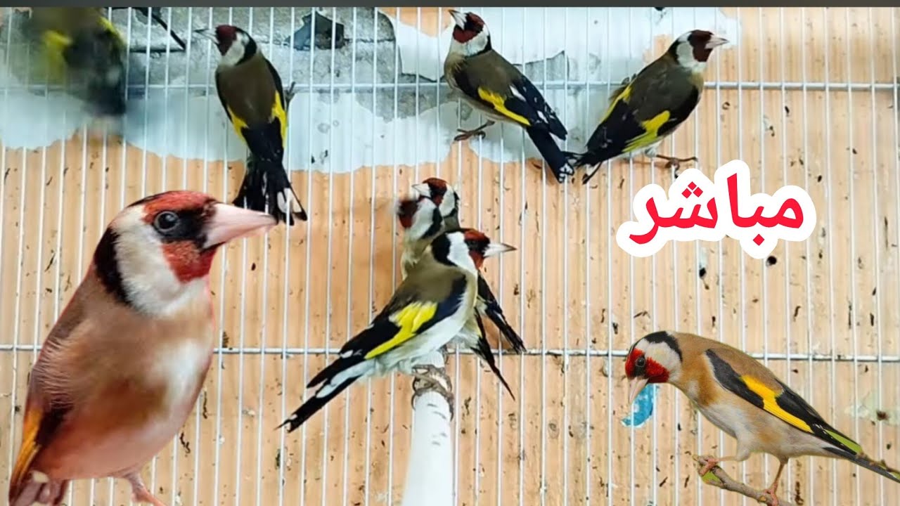 adil vlog est en direct ! طيور حسون للبيع مزونين رقم الهاتف في المباشر 