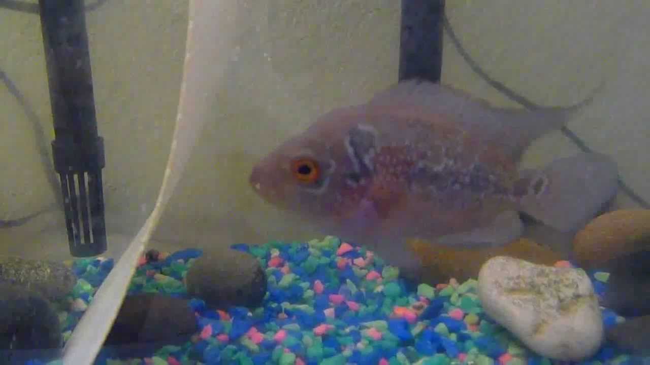 Baby Flowerhorn Fish Cichlids part 1 YouTube