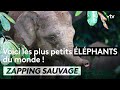 Adorable : les plus petits éléphants du monde - ZAPPING SAUVAGE