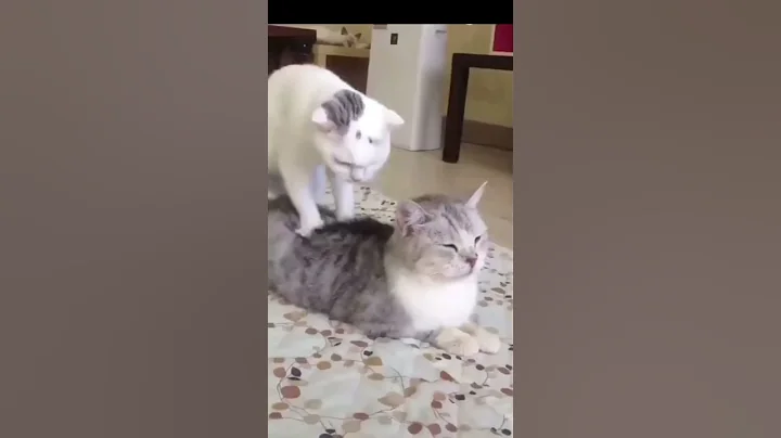 Video 11885071: cat meowing, cat born, funny cat, cat sound, cat playing