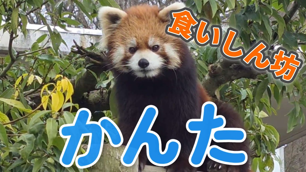 【朝から食欲旺盛のレッサーパンダの　かんた、他・・・】～Nishiyama Zoo red pandas～