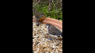 Finch Aviary Owl Finch European Robin
