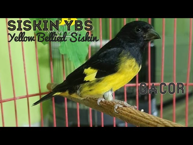 SISKIN YBS || YELLOW BELLIED SISKIN GACOR SUARA RAPAT DAN FULL TEMBAKAN class=