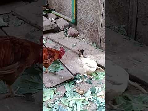 راجل قد المسؤوليه أشترك في القناة