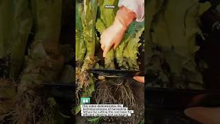 Fresh Lettuce Harvest Process #farming #harvest #agriculture