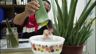 Cara Buang Racun Aloe Vera dan Kegunaannya