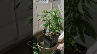 Automatik Balkony 3X Sweet Tangerine Tango 2X Amnesia