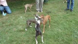 Iggy Meetup
