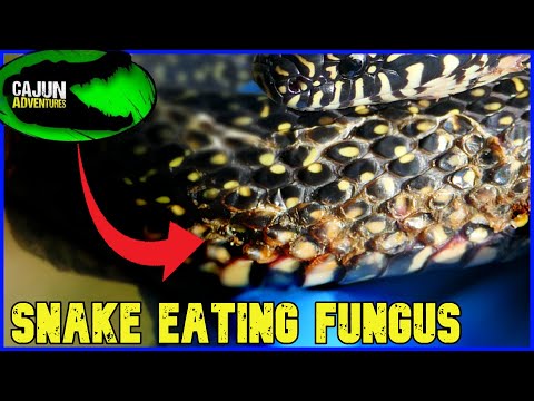 A Mysterious Snake Eating Fungus Has Emerged.....