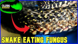 A Mysterious Snake Eating Fungus Has Emerged.....