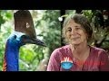 Breakfast with Birds of Paradise and Cassowaries
