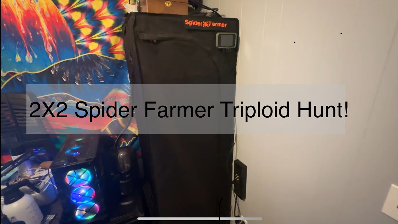 Triploid Hunt!! - 2X2 Spider Farmer Tent! - let’s grow! SEED TO HARVEST