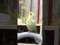 Jerry the cockatiel can't resist grooving to 'Cookie'! Too cute 🥹🦜✨ #cockatielscraze