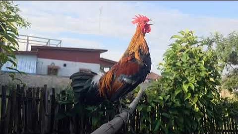 Rov los tso qaib rau peb tau saib dua 2/8/2025