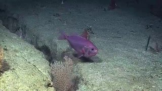 CWEB.com - Watch Live  Video of Newly Discovered Rare Colored Fish while Diving