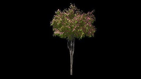 Blooming Tree | Motion Graphics - Videohive template