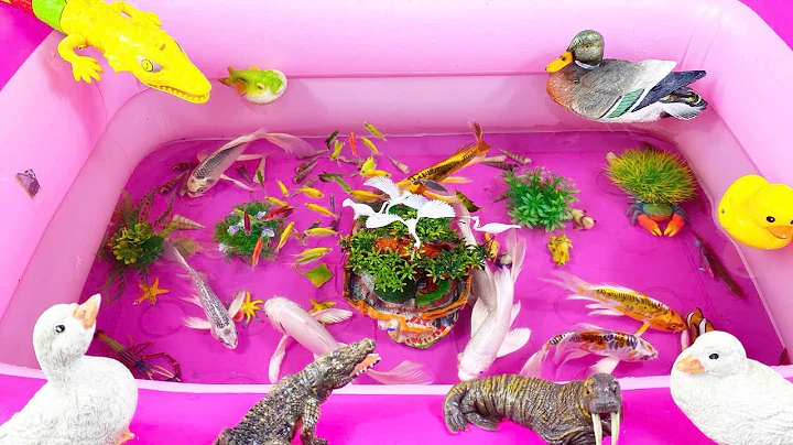 Let's explore what fish and sea creatures there are:sharks,jellyfish#goldfish#animals#viral videos