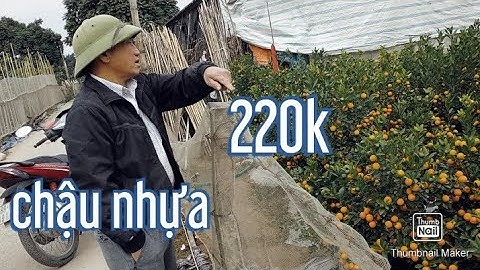 quất chậu nhựa giá gốc tại vườn, quất tết 2021 - 2022 lh.0384240144