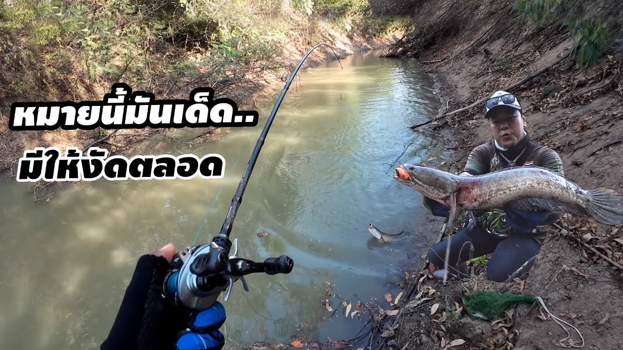 หมายนี้มันเด็ีด.. มีตัวให้งัดตลอด.. เหยื่อทีเร็กซ์ หนูยางแคระ