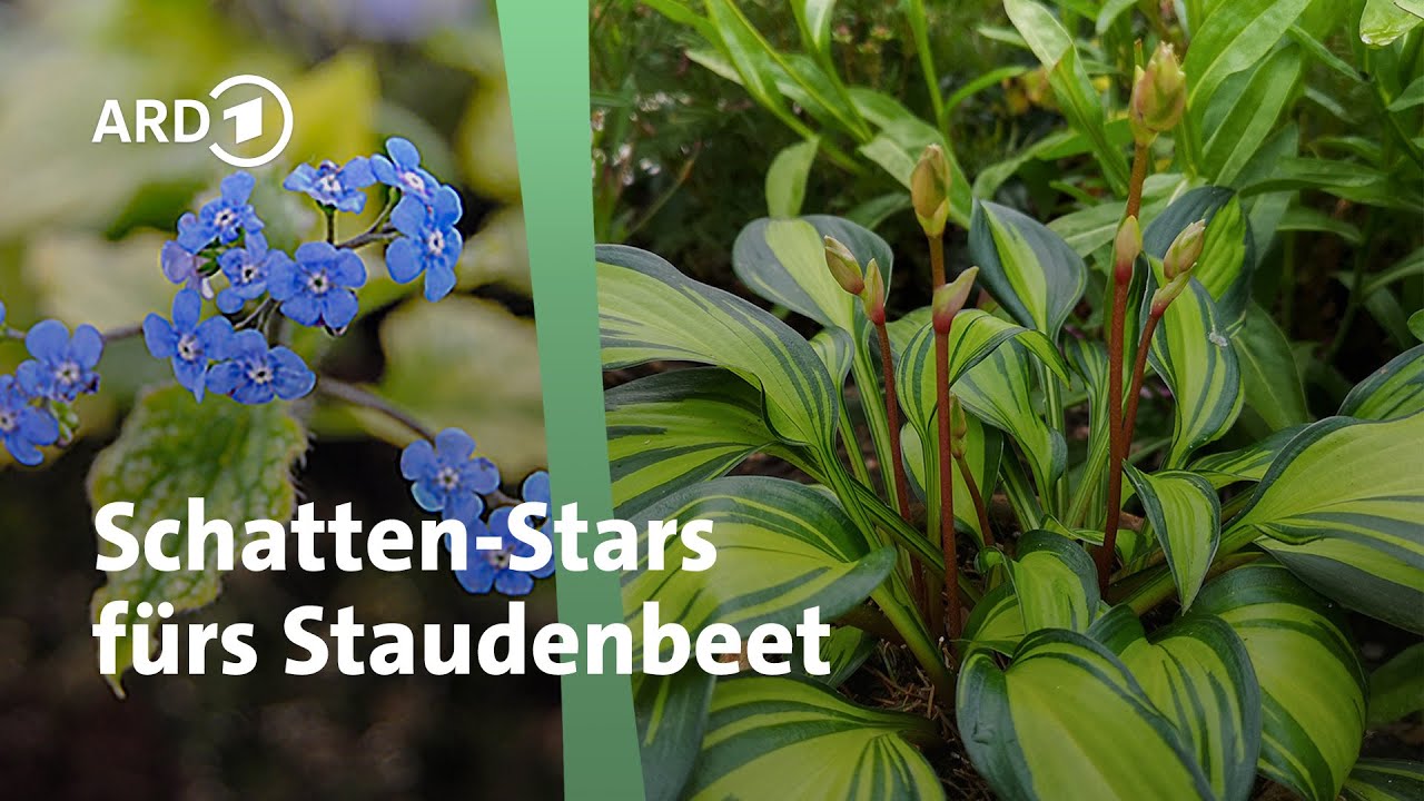 Tolle Pflanzen für schattige Standorte | MDR Garten