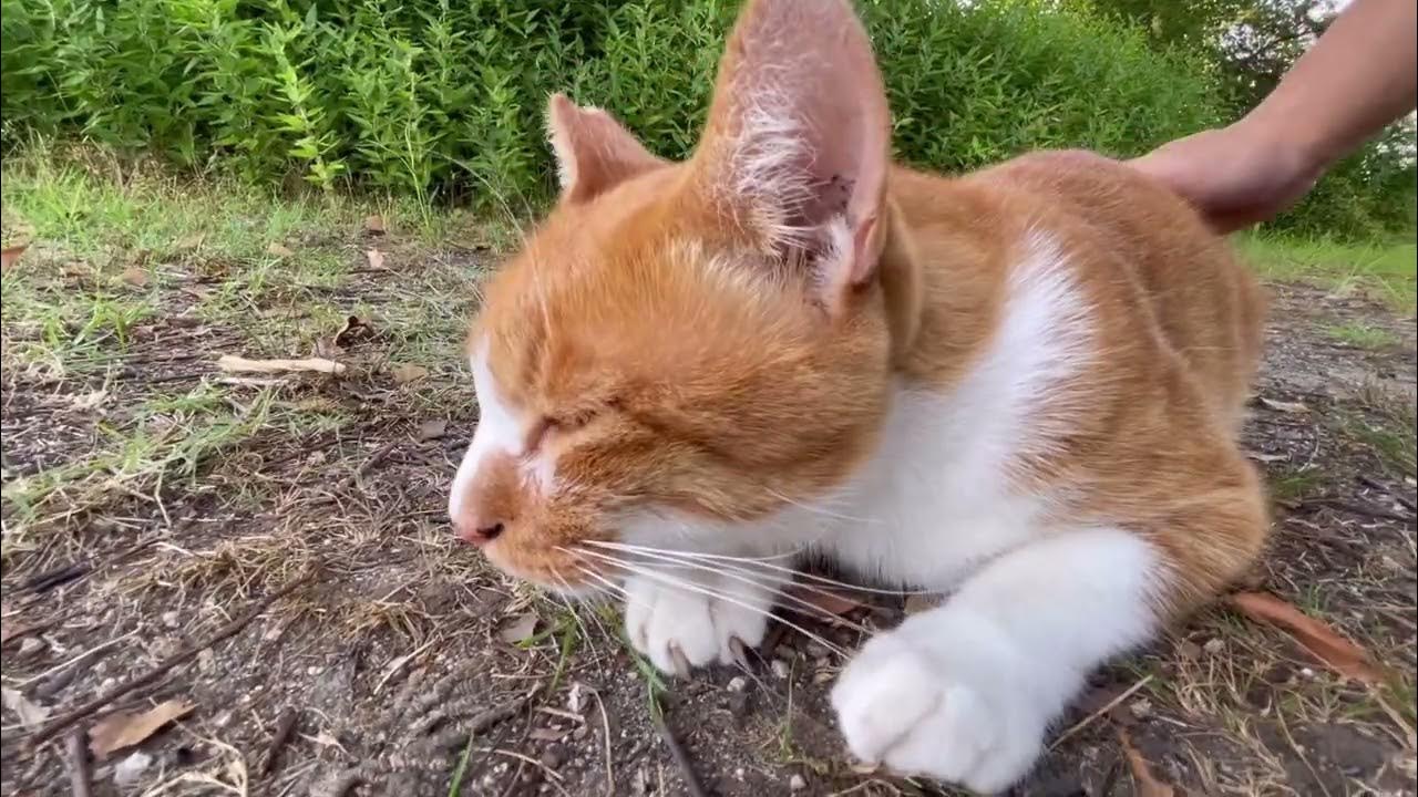 存在に気づいたら鳴きながら寄ってくるちゃ〜ちゃんが可愛すぎる…。地域猫 YouTube