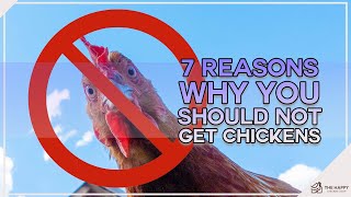 7 Reasons Why You Should Not Get Chickens