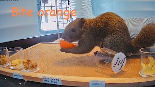 Squirrel eagerly bites into an orange