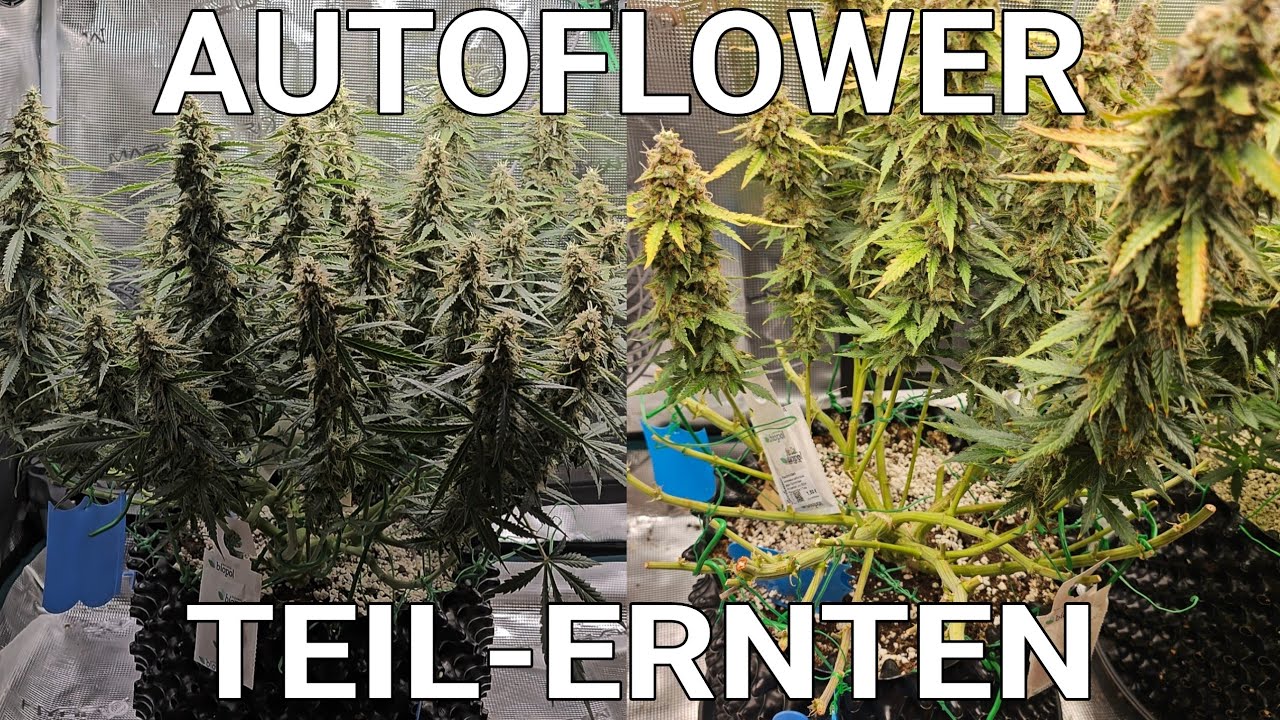 300g von einer AUTOFLOWER TEILERNTEN! (&VERNICHTEN) 2g/Watt möglich!? Mars Hydro FC1500-EVO LED Grow