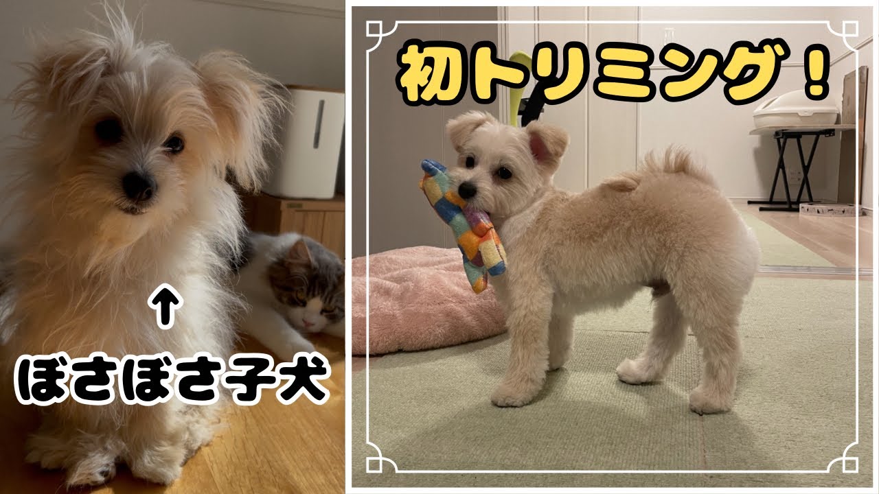 子犬をトリミングに連れて行ったら、別人になって帰ってきました   #トイプードル #ポメラニアン 