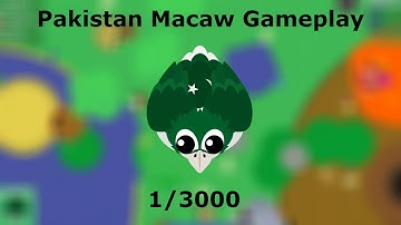 PAKISTAN MACAW GAMEPLAY!! // DONKEY KILLS ELEPHANT 2X! // BETA.MOPE.IO