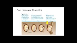 Plant Hormones