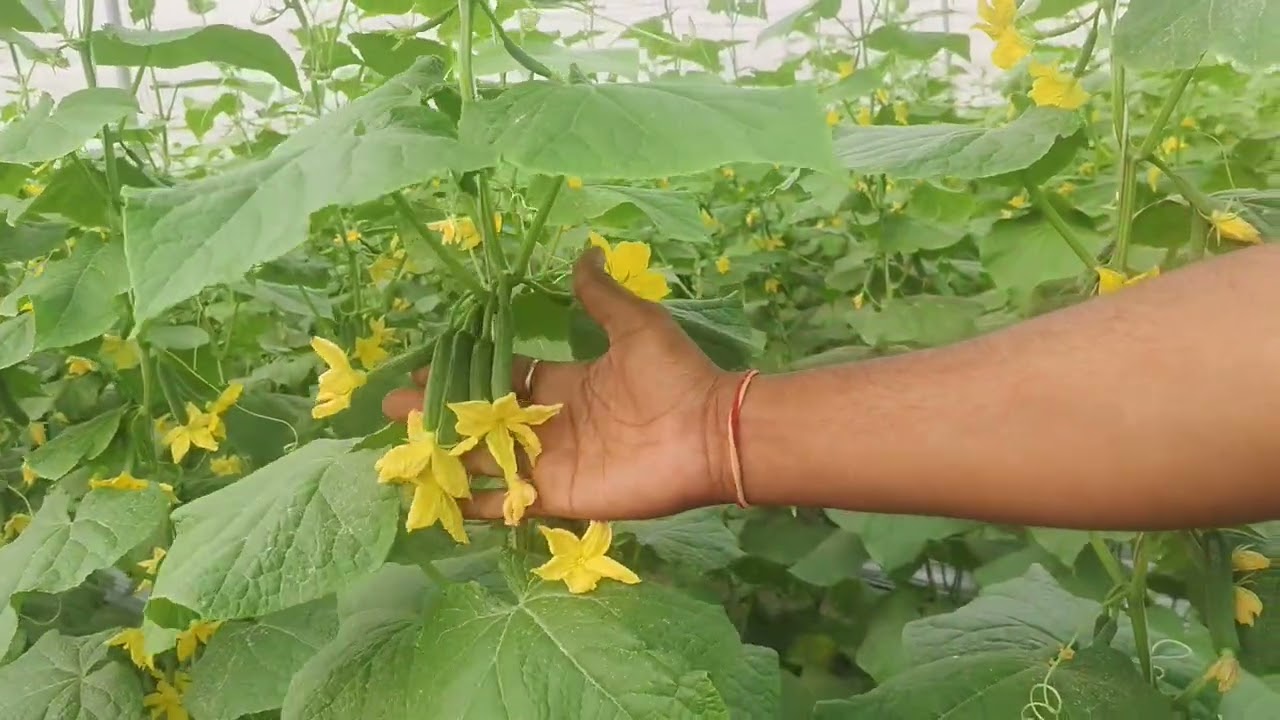 ग्रो मैक्स का कमाल किसान हुआ मालामाल