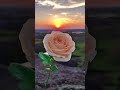 الورده الجورية عند شروق شمس الصباح 