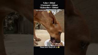 #YouTubeShorts #DogFeeding #ViralVideo #ShortVideo #MustSee #exploremore #Lifetimeview #feedshort