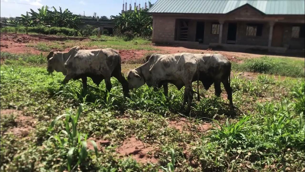 Investing in cattle farming YouTube