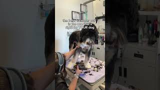 the perfect "summer cut" doesn't have to be a shave down.A cut that's tailored to you and your pet!
