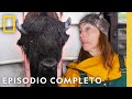 ¡Bisonte Furioso! | Veterinaria del Yukón | Nat Geo en Español