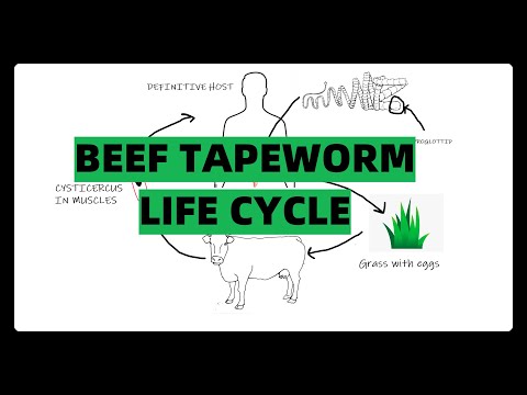 Beef tapeworm (taenia saginata) life cycle