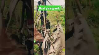 Buah pisang unik #short #viral