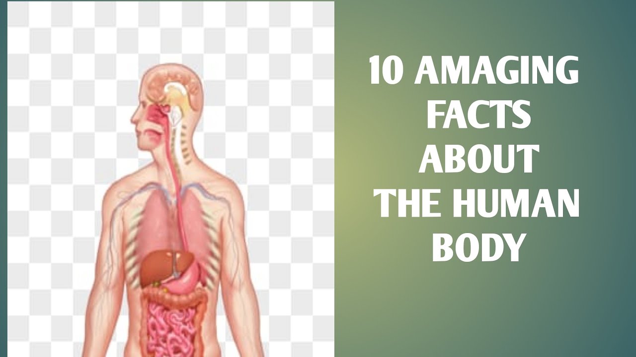 10 Amazing Facts About The Human Body - YouTube