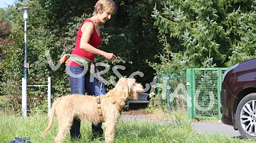 Warum läuft mein Hund Autos hinterher?